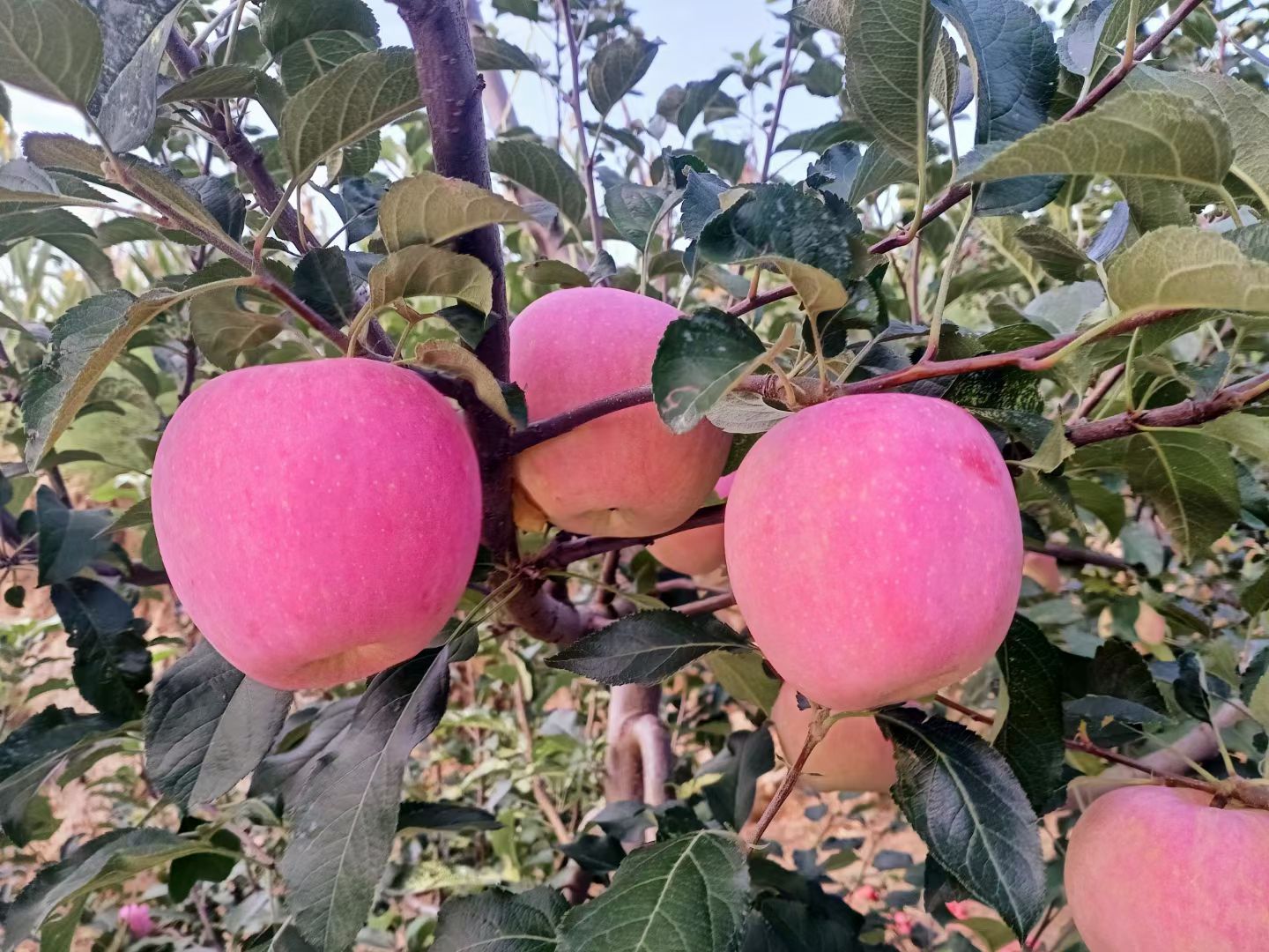 红富士苹果【优选】陕西精品苹果产地直发新鲜当季苹果包邮水果